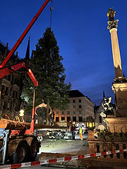 Ankunft des Christbaums aus aus Peiting gegen 5.45 Uhr auf dem Marienplatz (©Foto. Martin Schmitz)